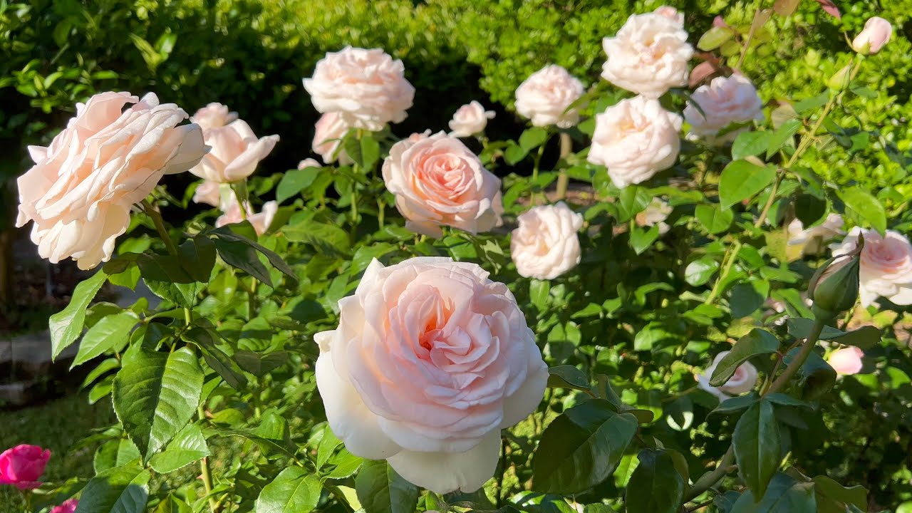 Francis Meilland - 3rd Year