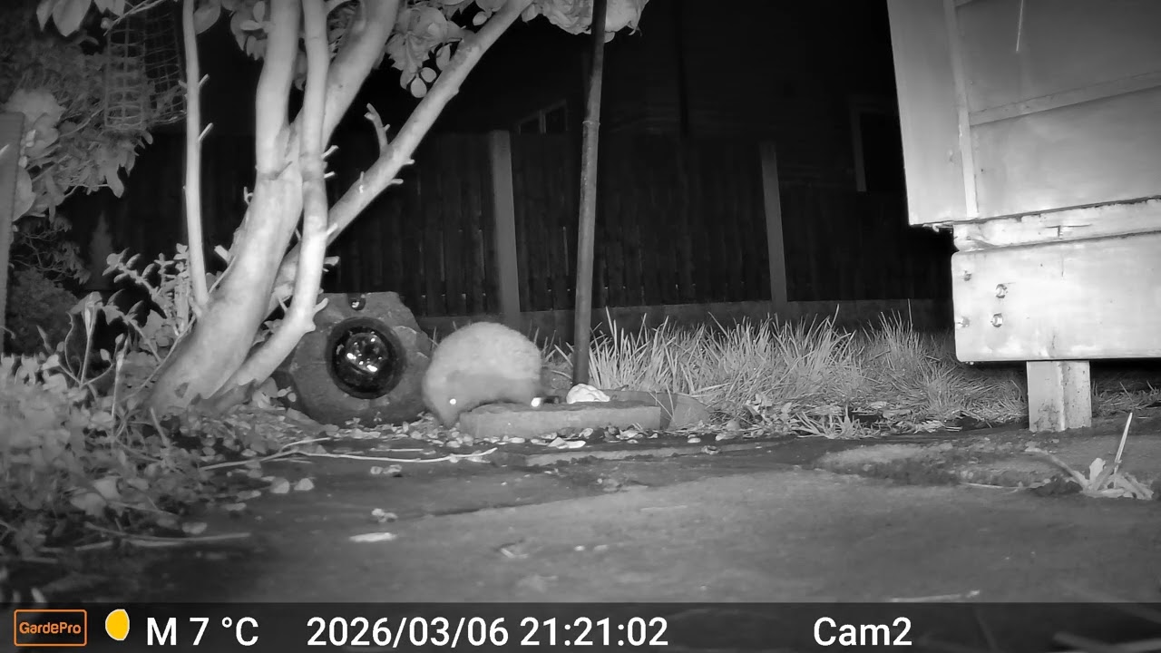 Hedgehogs 2026 03 06 1945 to 2026 03 07 0300