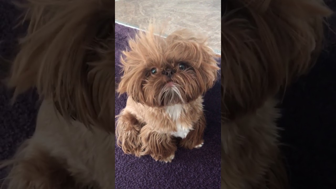 ¡Este cachorro tiene el peinado más gracioso del mundo! - YouTube