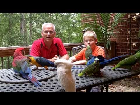 Parrot eggs for sale Parrot eggs for sale