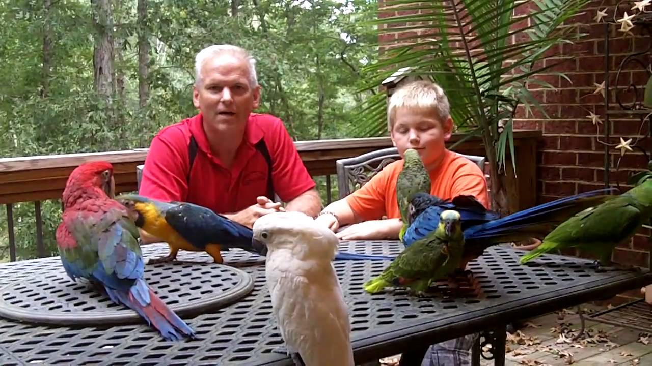 Parrot eggs for sale YouTube