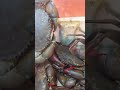 Crabs ကဏန်း