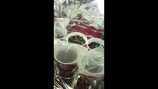 Grow Society 420! First grow of cannabis! Day 1-3 of seedlings!