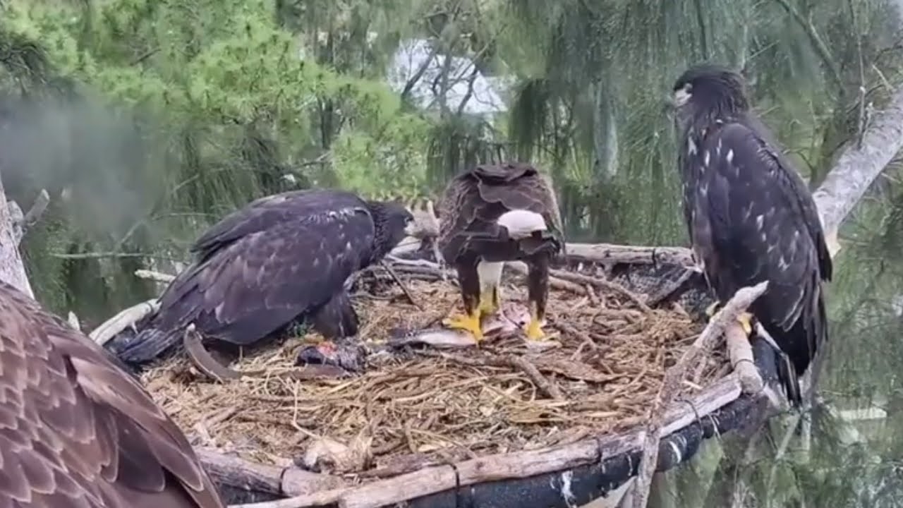 Eagle Dad brings fish and feeds the eaglet | Dade County Eagle | Feb 28, 26