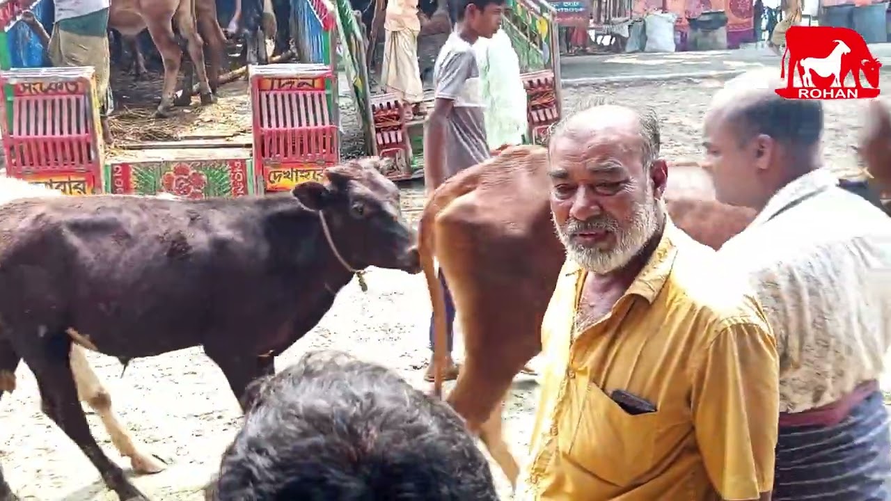 cow unloading, cow videos, cow video, big cow, goru hamba cow Ep - 296 @Rohanbd1