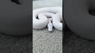 Leucistic Ball Python
