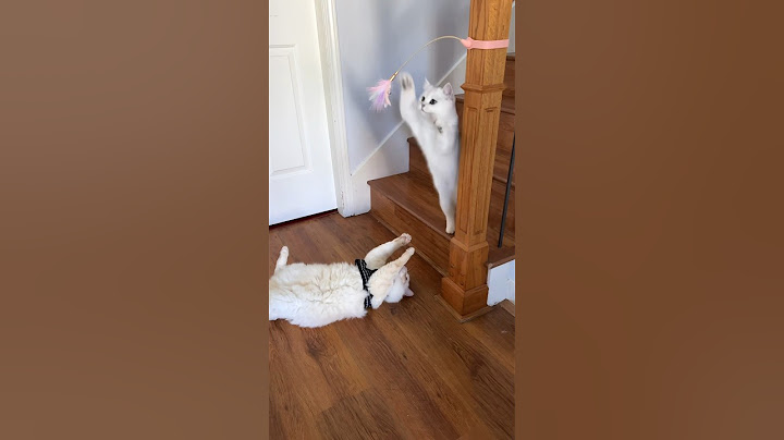 Video 2485021: british shorthair cat coon, maine coon british shorthair, british shorthair mix cat, british shorthair cat kitten, british shorthair kittens playing, cat kittens home, catlover funny