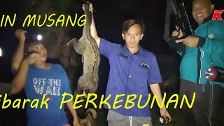 Membantu masyarakat mengurangi populasi hama Musang