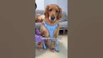 There is actually this kind of double-buckle back clip traction rope, which makes walking the 🎹 P277