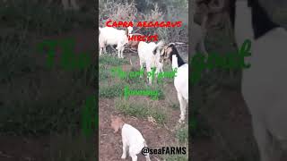 Dogs in Goats Farming  namibianyoutuber gam namibia