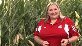 Corn Diseases:  Hail Damaged Corn