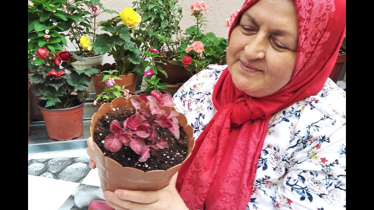 ÇİNGENE ŞALVARI (İRESİNE HERBSTİİ) ÇİÇEĞİNİN BAKIMI VE ÇOĞALTILMASI  NASIL YAPILIR ?