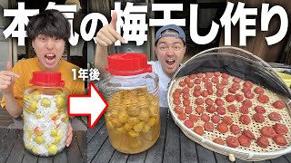 【超熟成】口に広がるあのスッパさ。。。1年かけて本気で梅干し作りをした結果最高の梅干しが完成しました！！