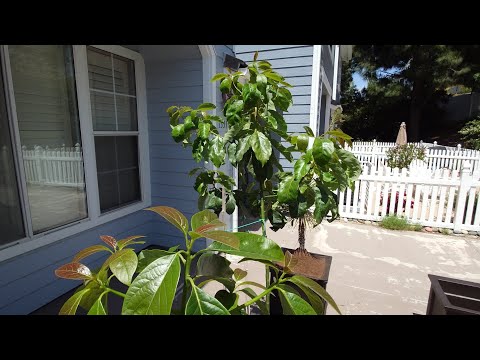 Growing Avocado Trees from Pits, Days 324-398