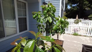 Growing Avocado Trees from Pits, Days 324-398