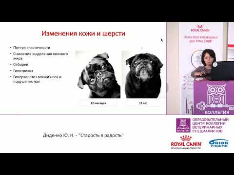 Видео: Это заболевание поражает 80% бостонских терьеров. Ваш щенок молча страдает?