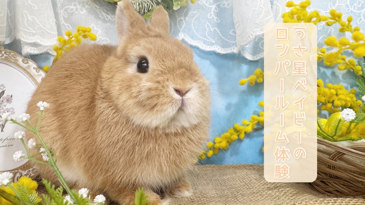 うさぎ星ベイビー、最後？のラビットラン✨