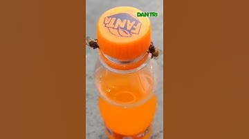 Clip Hai Con Ong "Hợp Tác" Mở Nắp Chai Nước Ngọt Khiến Dân Mạng Kinh Ngạc #Shorts