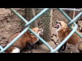 キツネの喧嘩と仲裁キツネ。【fox village zao】