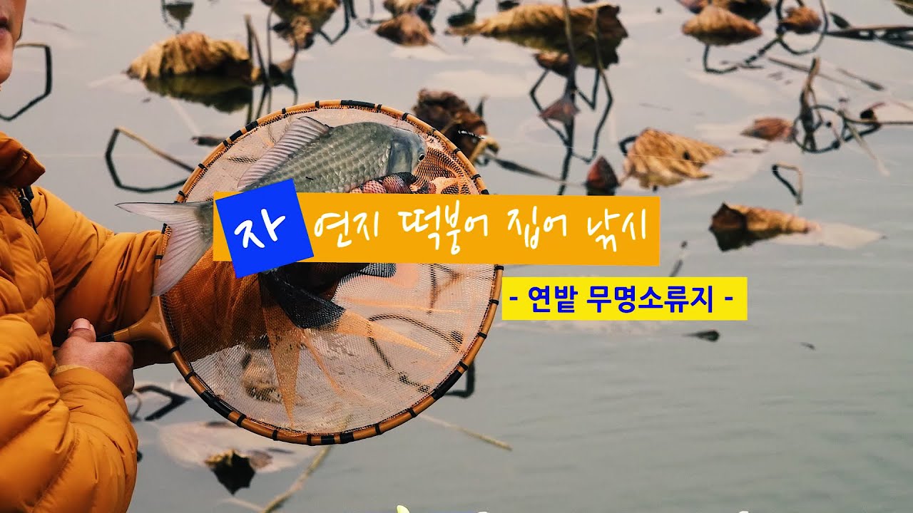 [자연지] 132.자연지 떡붕어 집어 낚시 - 연밭 무명소류지(2021.11.21)