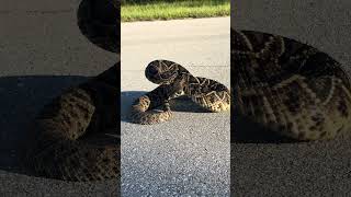 Sketchy yoinks! #wildlife#nature#reptiles#snake#animals#nature#adventure#shorts#crocodile#crazy#wow