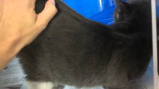 Meet Lyra A Domestic Shorthair Currently Available For Adoption At Petango 792014 52305 Pm