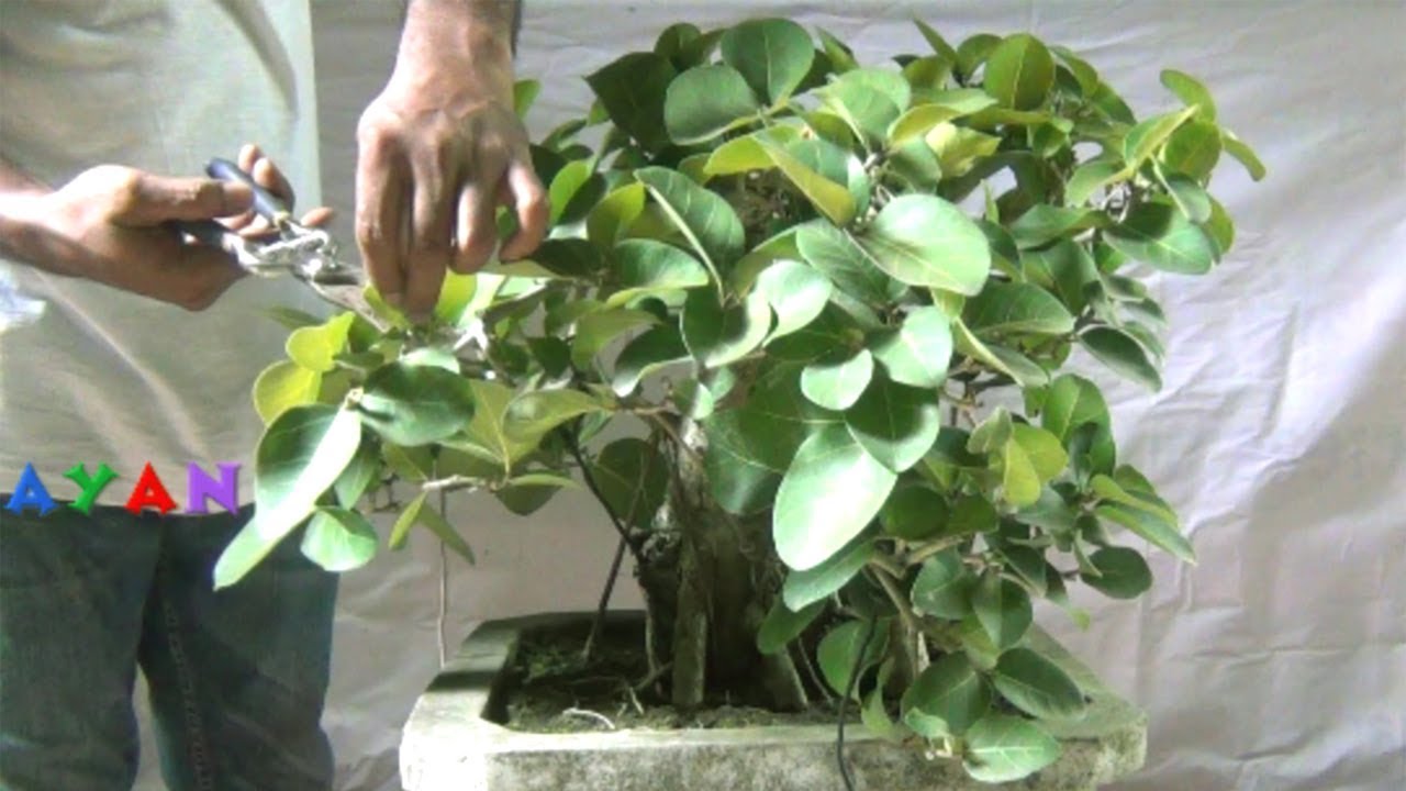 How to create a Bonsai Banyan Tree / Bot Tree YouTube