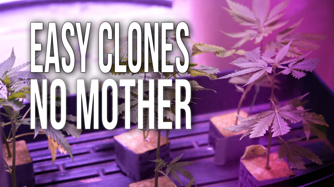 Keep Cannabis Genetics Alive Without A Mother