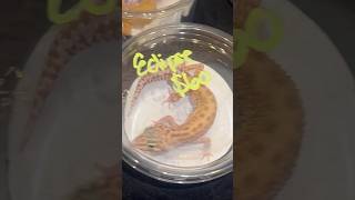 Awesome geckos at the reptile expo 👌