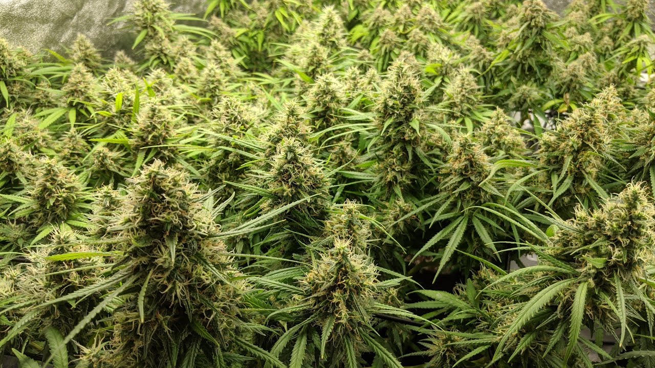 Day 51 of Flower, End of Week 7