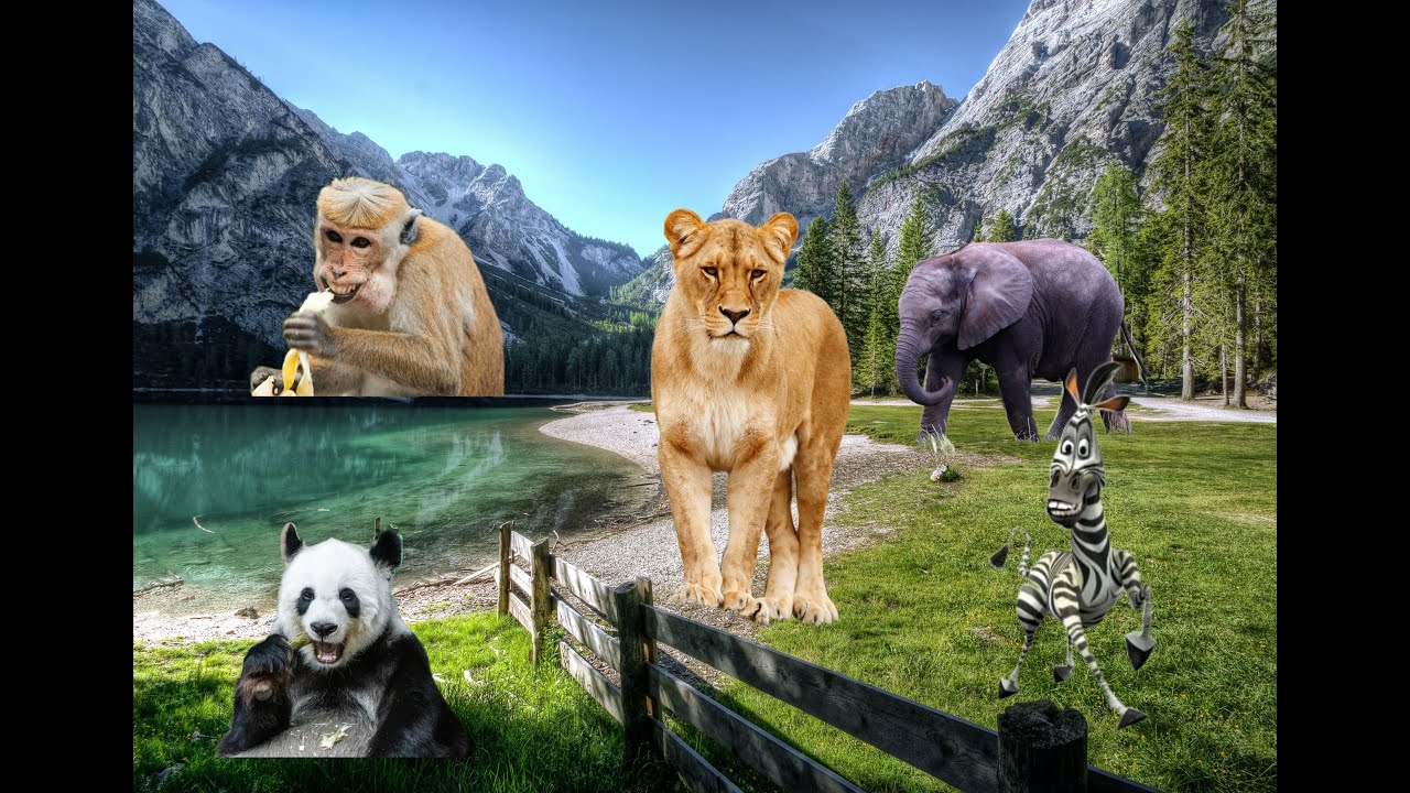 Звуки диких животных | Звуки природы - YouTube