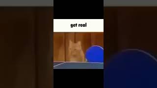 Goofy Ahh Cats Part 2