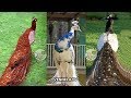 Beautiful & Rare Peacocks in the World | Never Seen this Peacocks | VENNELA TV