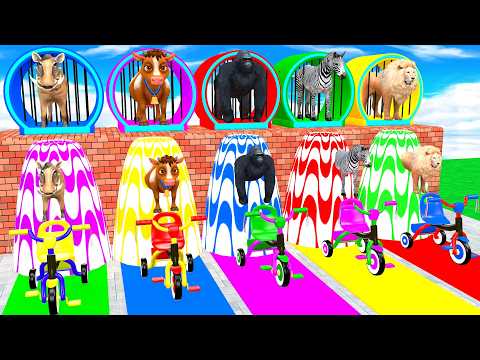 Long Slide Game With Cow Elephant Gorilla Hippopotamus Tiger 3d Animal Game Funny 3d Animals