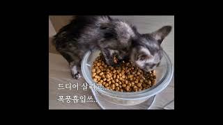 장례일정 중 발생한 냥줍#길고양이#냥줍#반려묘#반려동물#길냥이#냥줍사건#고양이