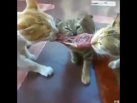 مين اللي اكل اللحمه