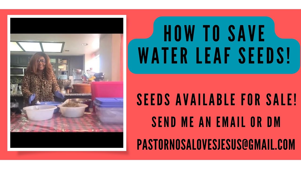 How To Easily Save & Store Water Leaf Seeds | Water Leaf Seeds On Sale