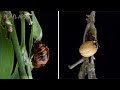 Ladybug From pupa to adult - Timelapse