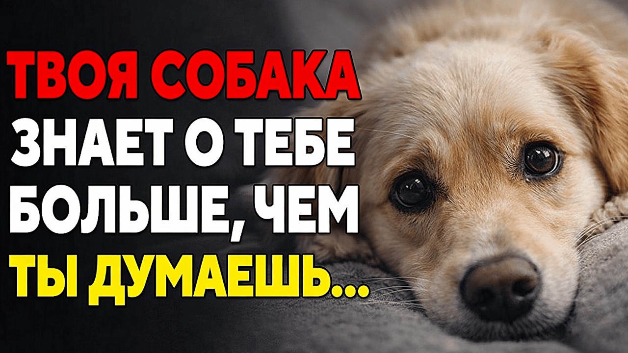 Ваша Собака Знает О Вас Больше, Чем Вы Думаете… И Это Пугает