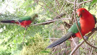 2 King Parrots come for a visit! Casual Chaos and Cuteness #54
Subscribe for weekly Aussie bird videos! 🦜
If you would like to support Australian wildlife and the production of future videos you can buy me a $1 coffee here: www.buymeacoffee.com/bboa
50% of the funds will be donated to various wildlife charities and the other 50% will go towards production costs of future videos allowing me to create higher quality videos showcasing a wider range of Australian animals.
Weve donated $300 to Wildlife Victoria, $200 to North Queensland Wildlife, $100 to Kiwis New Life Bird Rescue, $100 to A Better Life for Foster Kids, $100 to Bicycles For Humanity, $100 to St Vincent de Paul Society, $400 to rare genetic diseases + $728 donated from our amazing fans.
Please check with your local wildlife experts before offering any food to the native wildlife in your area. What I offer these birds is an occasional treat and only a tiny portion of their overall diet.
More information can be found at these resources:
https://www.brisbanebirdvet.com.au/wp-content/uploads/Good-Practice-when-Feeding-Wild-Birds.pdf
https://www.wombaroo.com.au/wp-content/uploads/2020/12/Wombaroo-Bird-Booklet.pdf
Backyard Birds of Australia Cute Birb Videos 2 King Parrots come for a visit! Casual Chaos and Cuteness #54