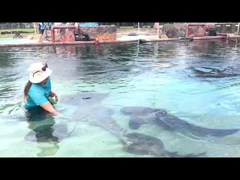 Zebra Shark Personality Traits