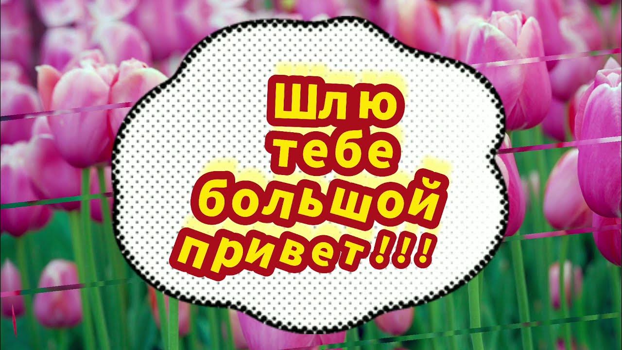 Песня шлю тебе привет. Футаж всем привет. Привет футаж. Шлю тебе большой привет и здоровья на 100 лет.