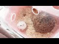 ADOPTING A HAMSTER *His Cage Is Amazing* | 2019