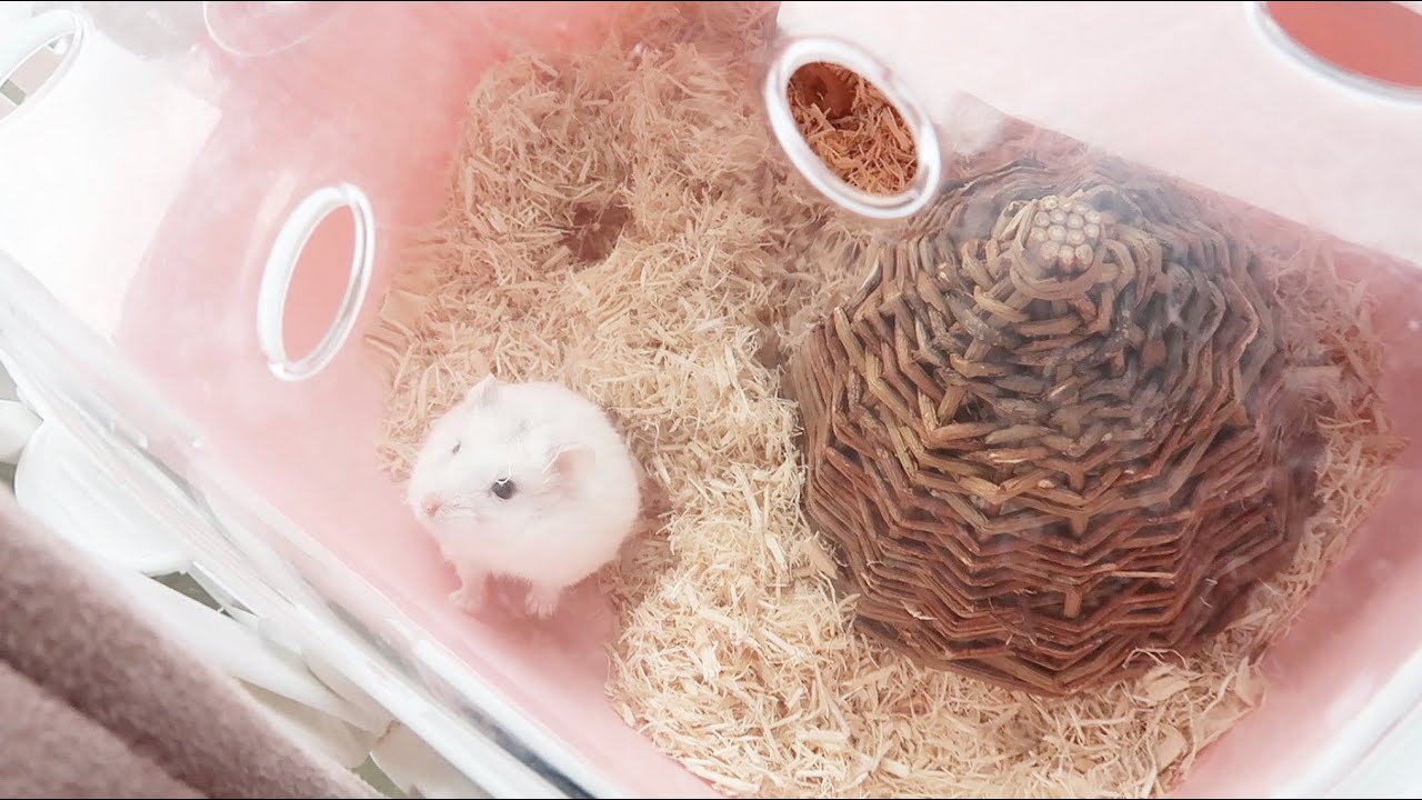 pets at home buying a hamster