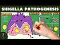 Shigella Pathogenesis Simplified