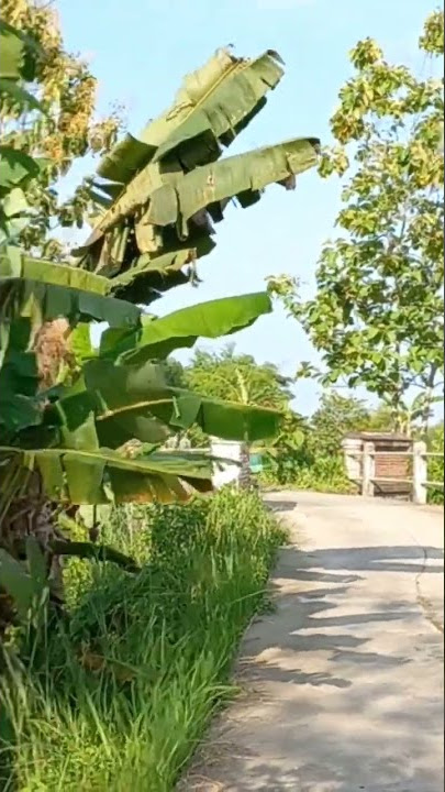 Pak Tani Berangkat Ke Sawah #shorts #memes