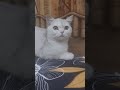 Tu Hai Nanha Sa – Hamari Pyari Cat 🐱💖