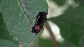 Red-tailed Bumblebees (Bombus lapidarius) Mating - Brighton, July 2023