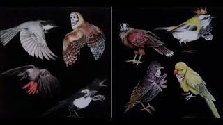Video thumbnail of "Jason Molina ~ Be Told the Truth (from the LP 'Eight Gates')"