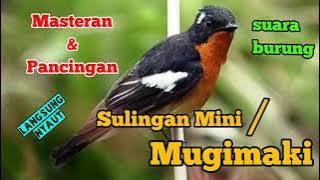 SUARA BURUNG SULINGAN MINI / SULINGAN MUGIMAKI / SULINGAN BODOH PALING AMPUH UNTUK PANCINGAN